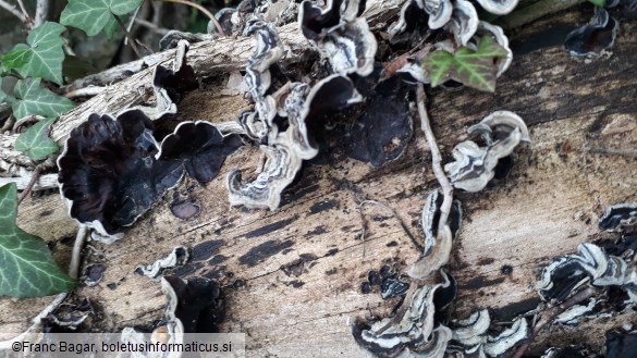 Auricularia mesenterica
