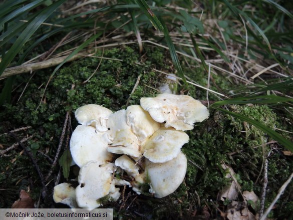 Albatrellus ovinus