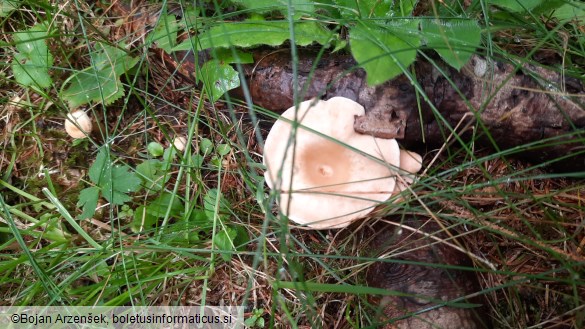 Infundibulicybe gibba