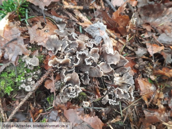 Craterellus undulatus