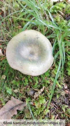 Russula heterophylla