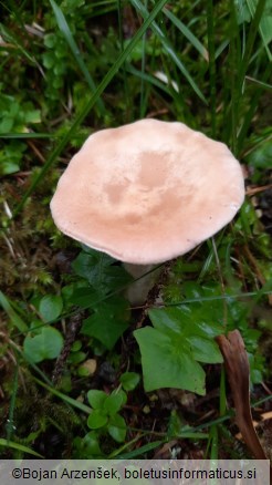 Infundibulicybe gibba