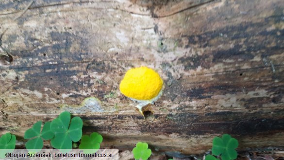 Fuligo septica