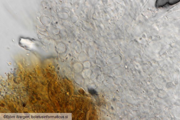 Saccobolus depauperatus