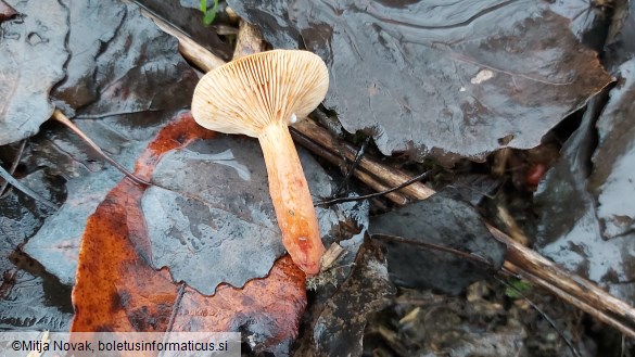 Lactarius lacunarum