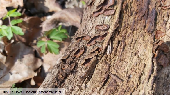 Hymenochaete rubiginosa