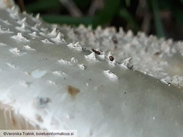 Amanita echinocephala