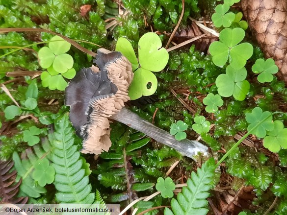 Entocybe nitida