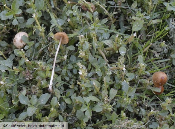 Conocybe merdaria