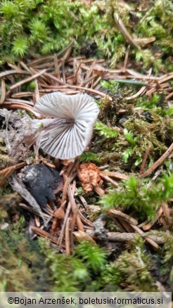 Mycena leptocephala