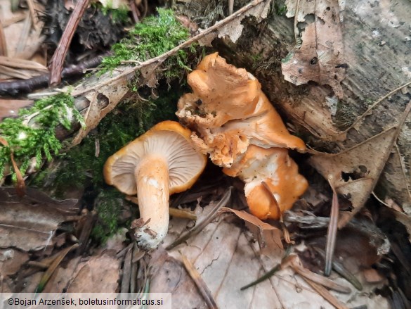 Cantharellus friesii