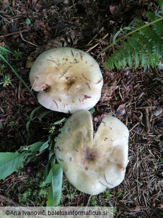 Russula violeipes