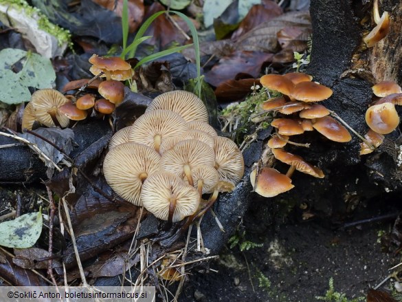 Flammulina velutipes