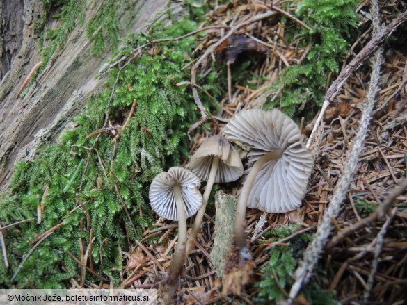 Mycena stipata