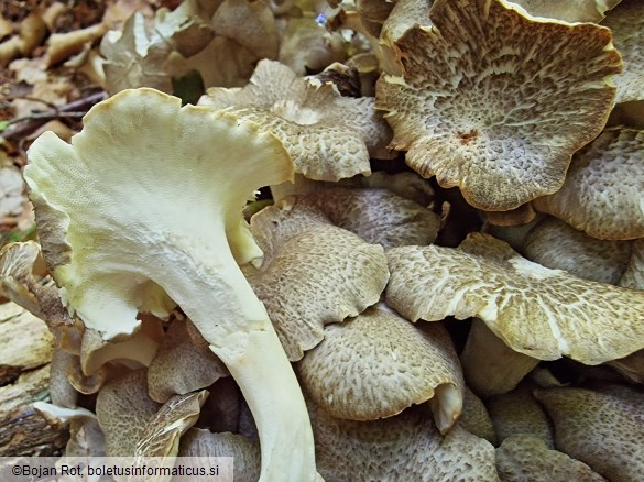 Polyporus umbellatus