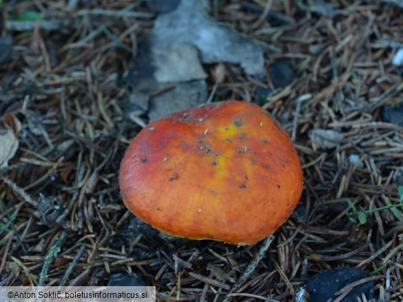 Russula aurea