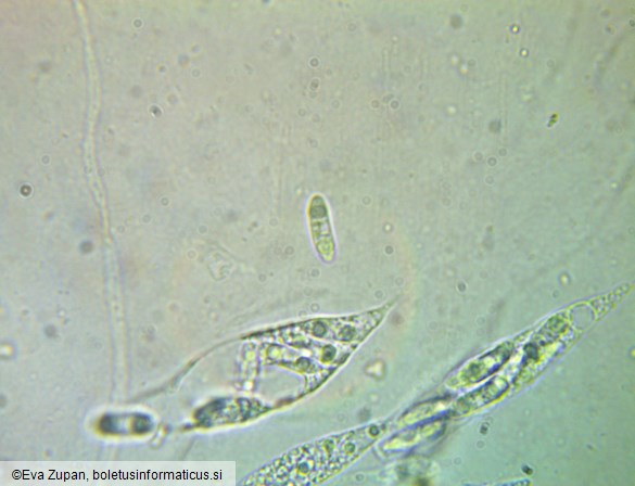 Natantiella ligneola