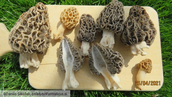 Morchella vulgaris