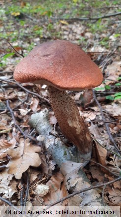 Leccinum quercinum