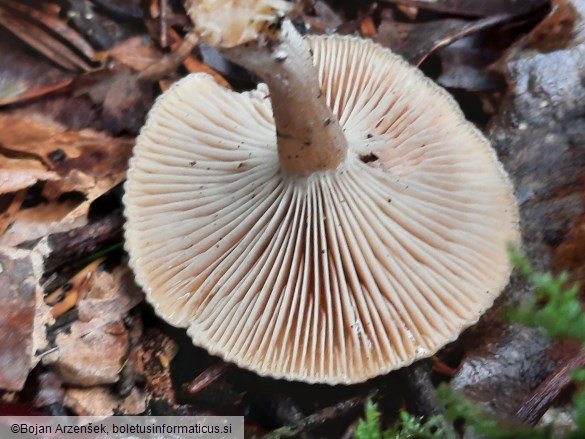 Rhizocybe pruinosa