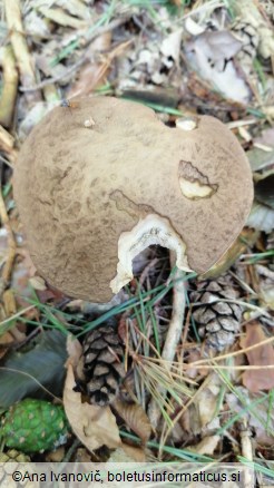 Leccinellum pseudoscabrum