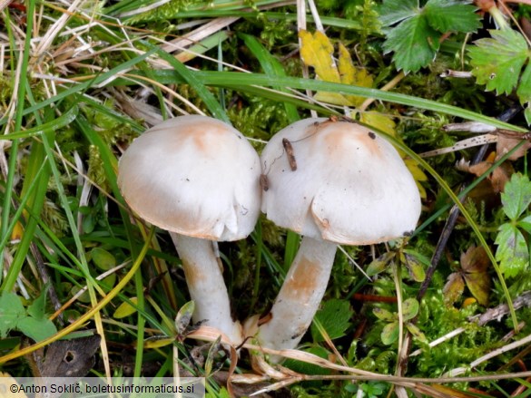 Inocybe whitei