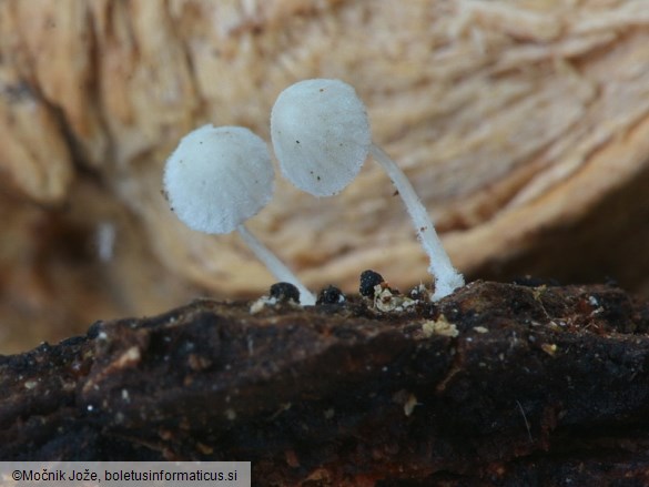 Mycena corynephora