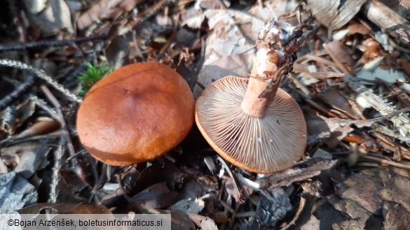 Lactarius aurantiacus