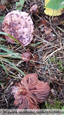 Hygrophorus capreolarius