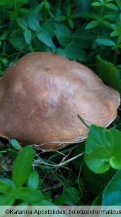 Gyroporus castaneus