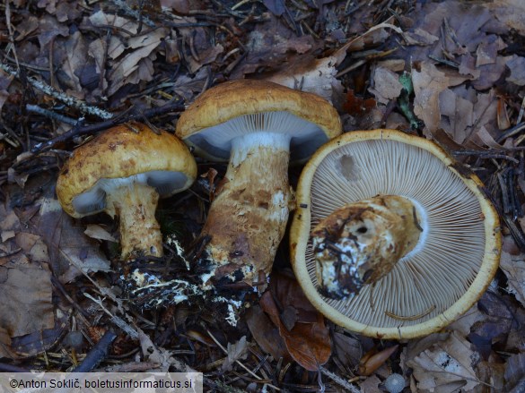 Cortinarius saginus