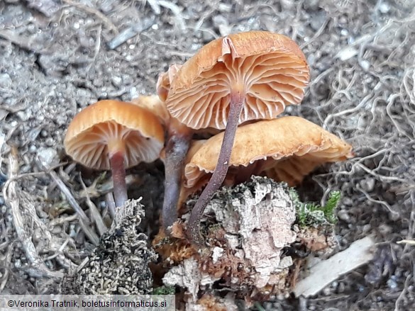 Xeromphalina campanella