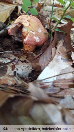 Cortinarius bolaris