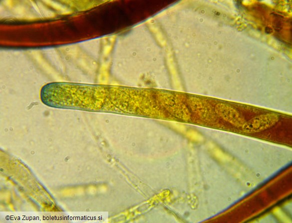 Phylloscypha phyllogena