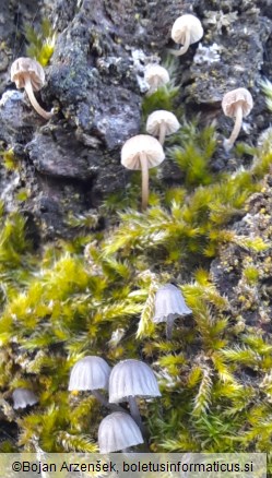 Mycena pseudocorticola