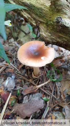 Amanita fulva