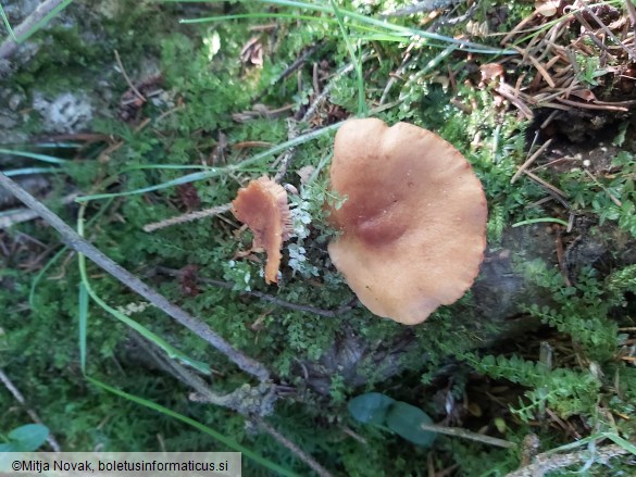 Lactarius lacunarum