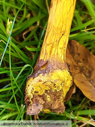 Calonarius atrovirens