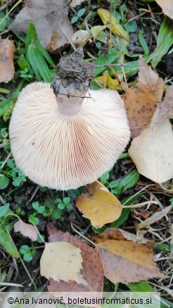 Lactarius torminosus