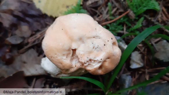 Hydnum repandum