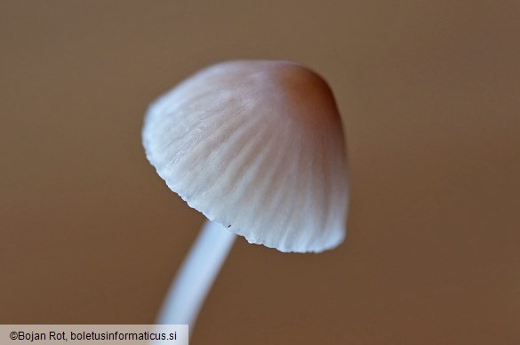 Mycena erubescens