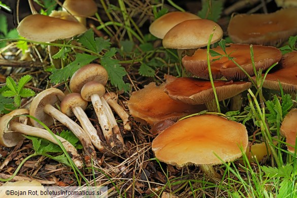 Agrocybe praecox