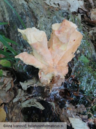 Laetiporus sulphureus