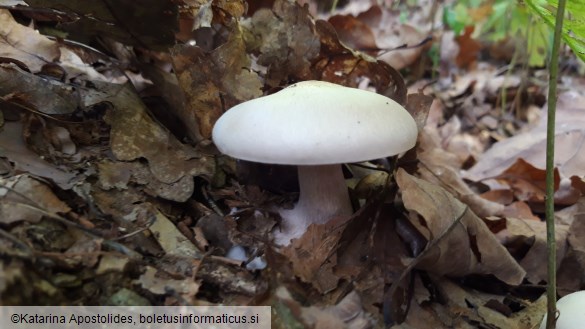 Lepista glaucocana