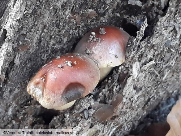 Hypholoma lateritium