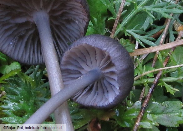 Entoloma serrulatum