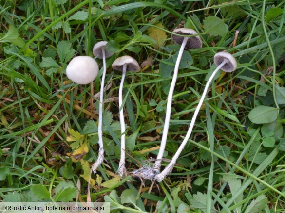 Psathyrella pseudogracilis