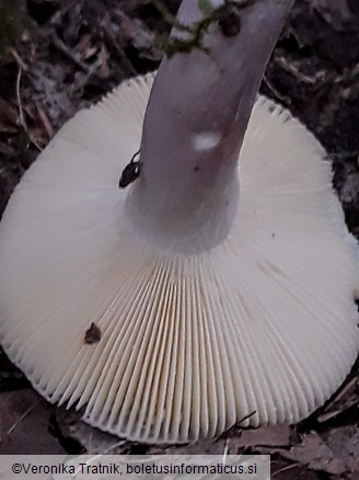 Russula amoena