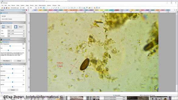 Hypoxylon pseudofuscum