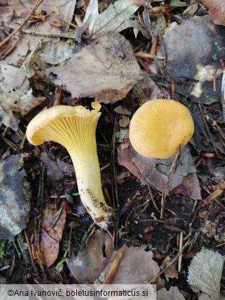 Cantharellus cibarius